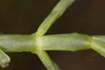 Virginia glasswort